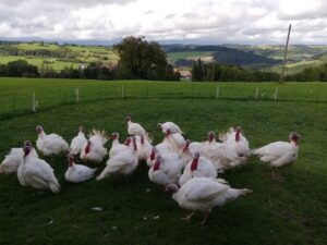 Mehr über den Artikel erfahren Putenfleisch von unseren Freiland-Puten
